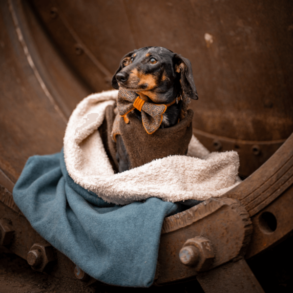 Nachhaltige Kleidung für Dackel: Kuschelsack für zuhause und unterwegs