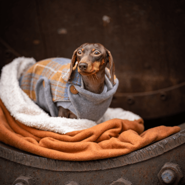 Bio Kuschelsack für kleine Hunde
