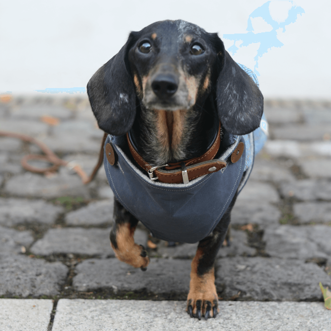 Mantel für Dackel blau Harris Tweed