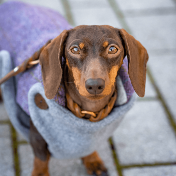 Zwergdackel in einem Mantel: Harris Tweed Stoff, Bio Fleece