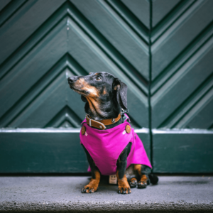 Regenmantel für Dackel pink Wasserabweisend