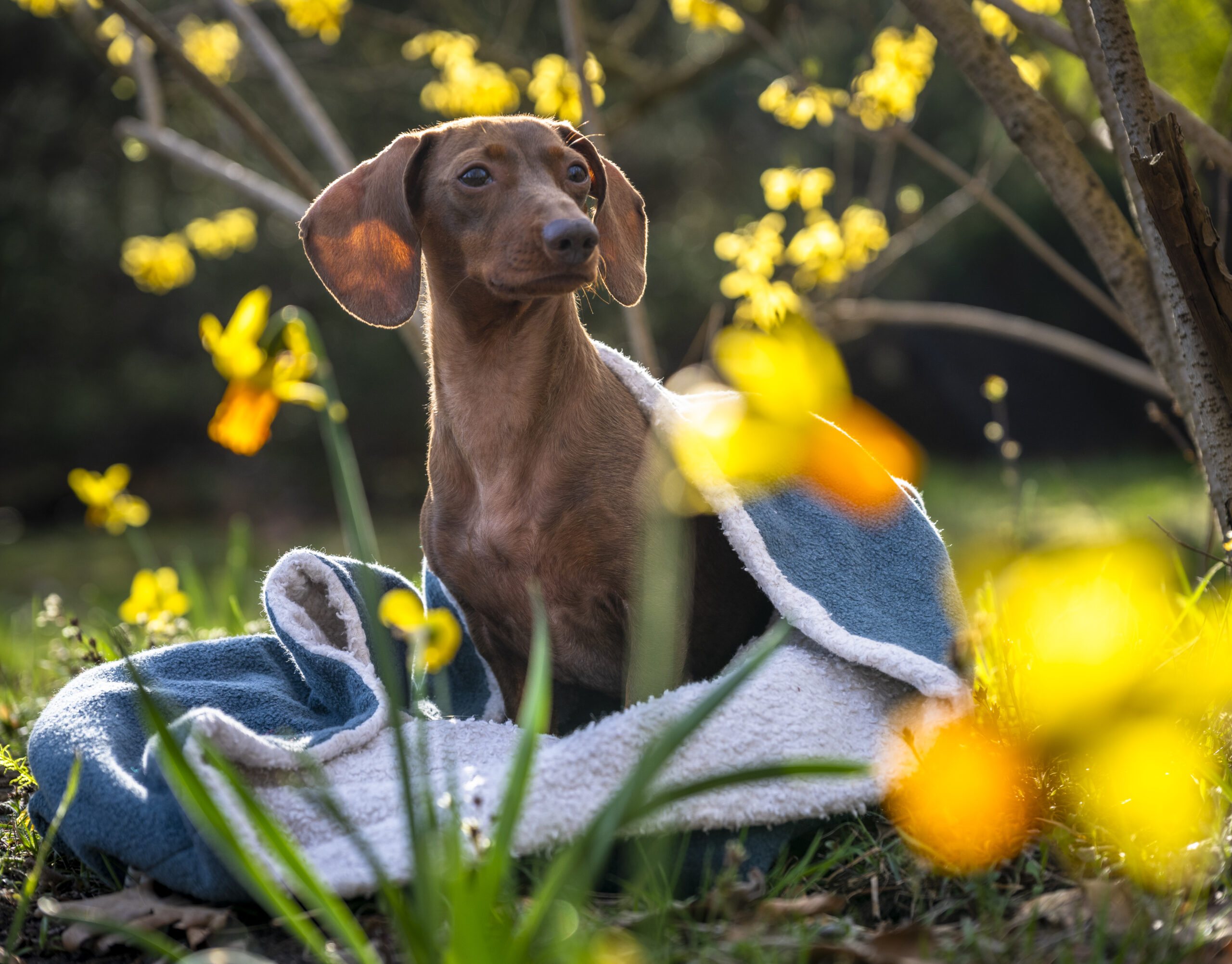 Kuschelsäcke, Dackel Schlafsack, Kuschelsack Hund, kuschelsack für Hund, Kuschelsack für Dackel, Kuschelsack Dackel